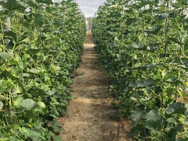 Cultivo agrícola bajo cubierta