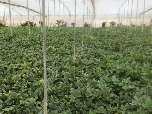 Explotación agrícola